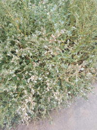 ������ ���������