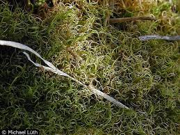 �������� ���������