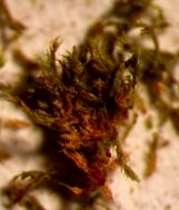 �������������� ����������