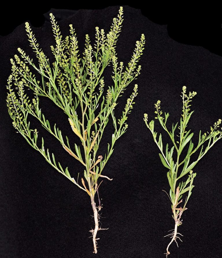 ��������� �����������