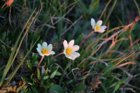 ������ ��������