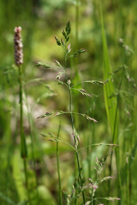 ������ ������������