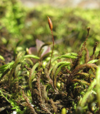 �������� �������