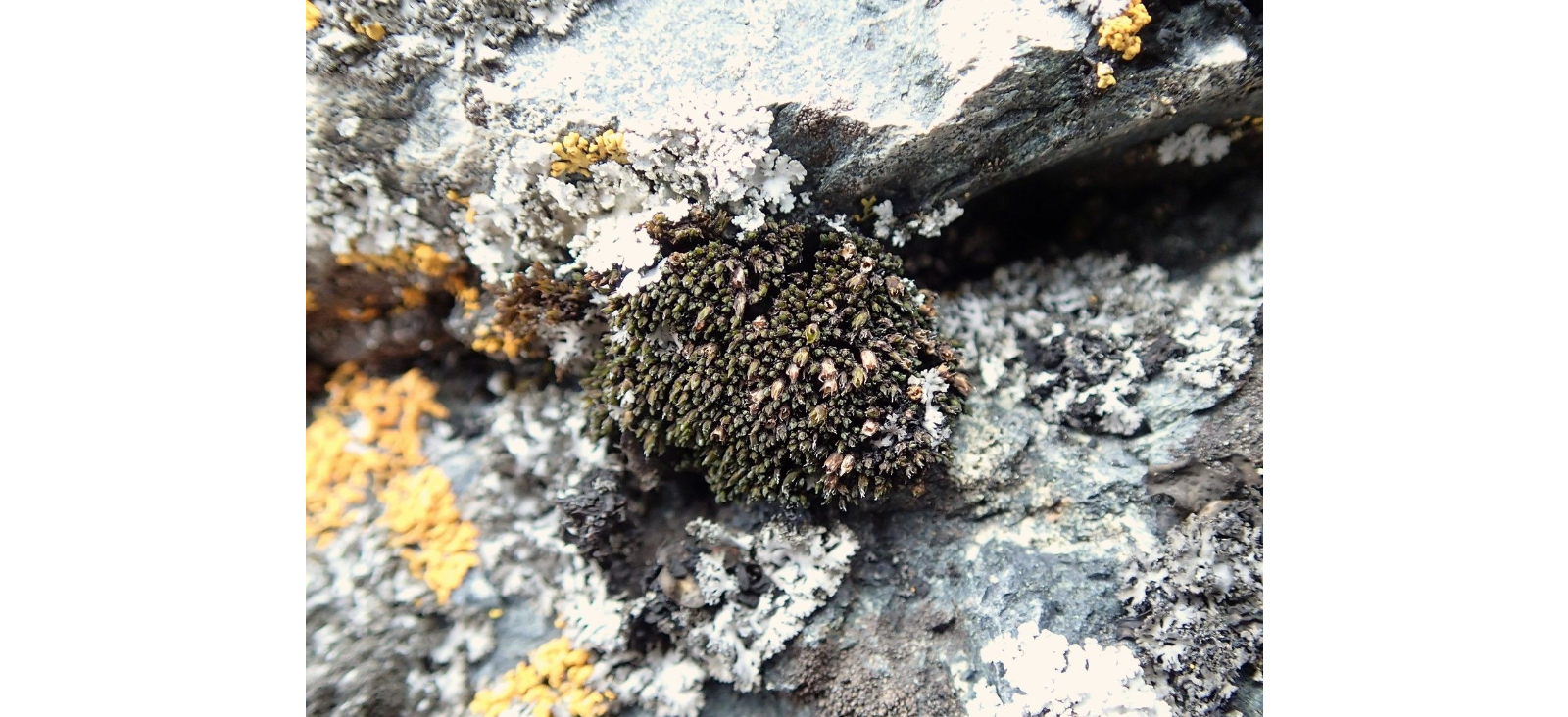 ������� �����������