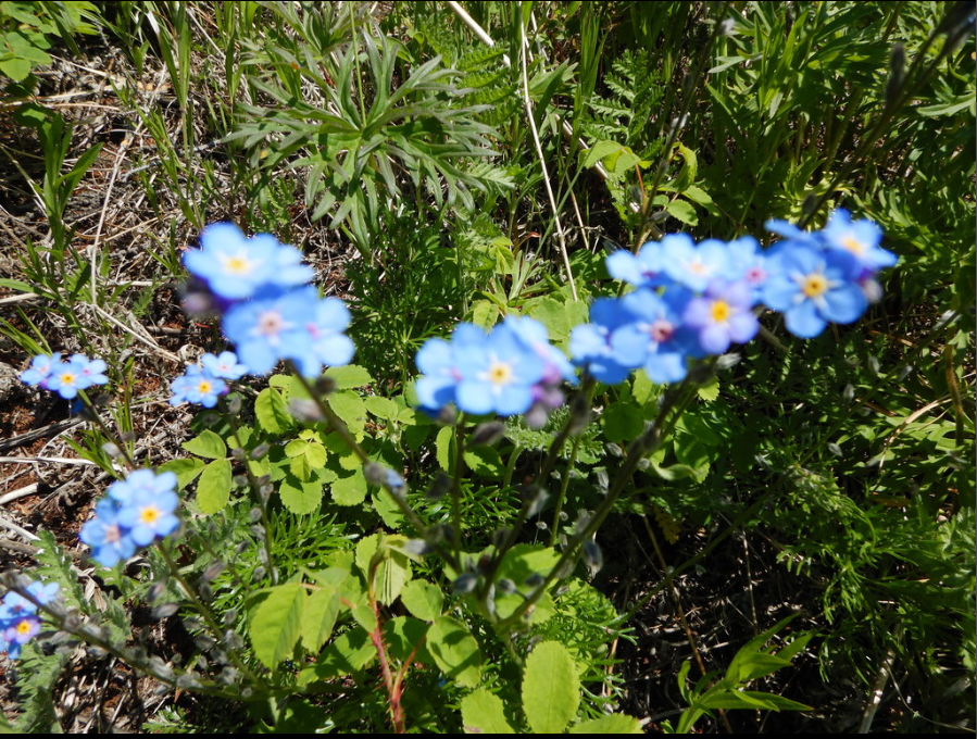 ��������� �����������