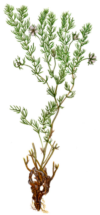 ������� ���������������� [������� ����������������]