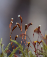 ������������ ��������