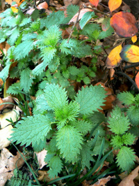 ������� ������