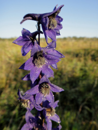 ��������� �������������