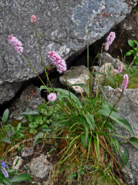 ������� �������������