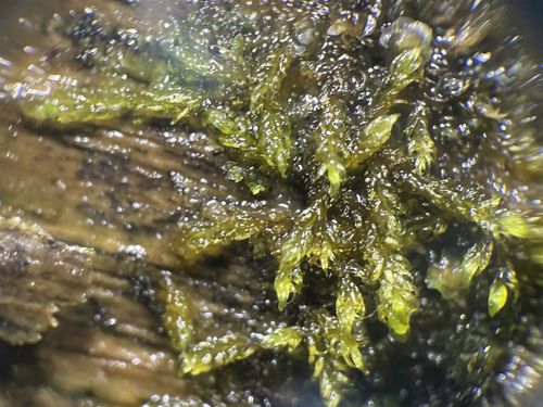 ������������� �������