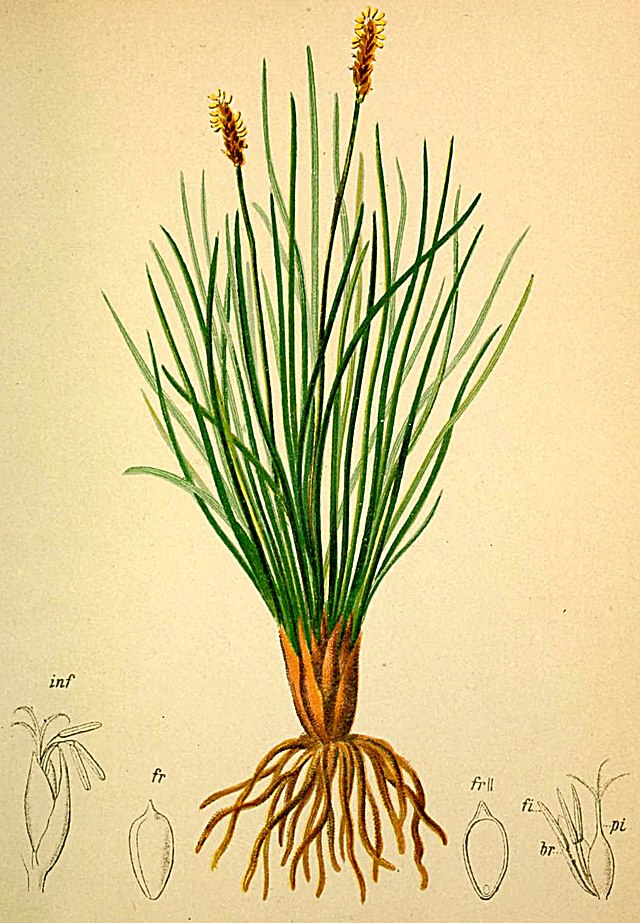 �������� ����������������