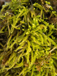 �������� ���������