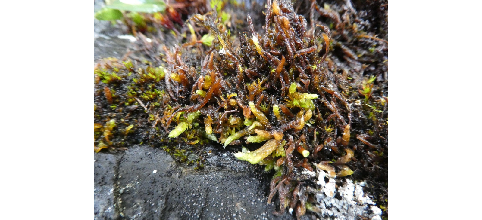 ����������� ������