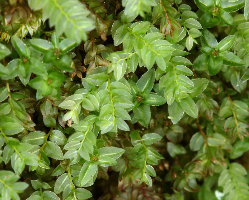 ����� �������