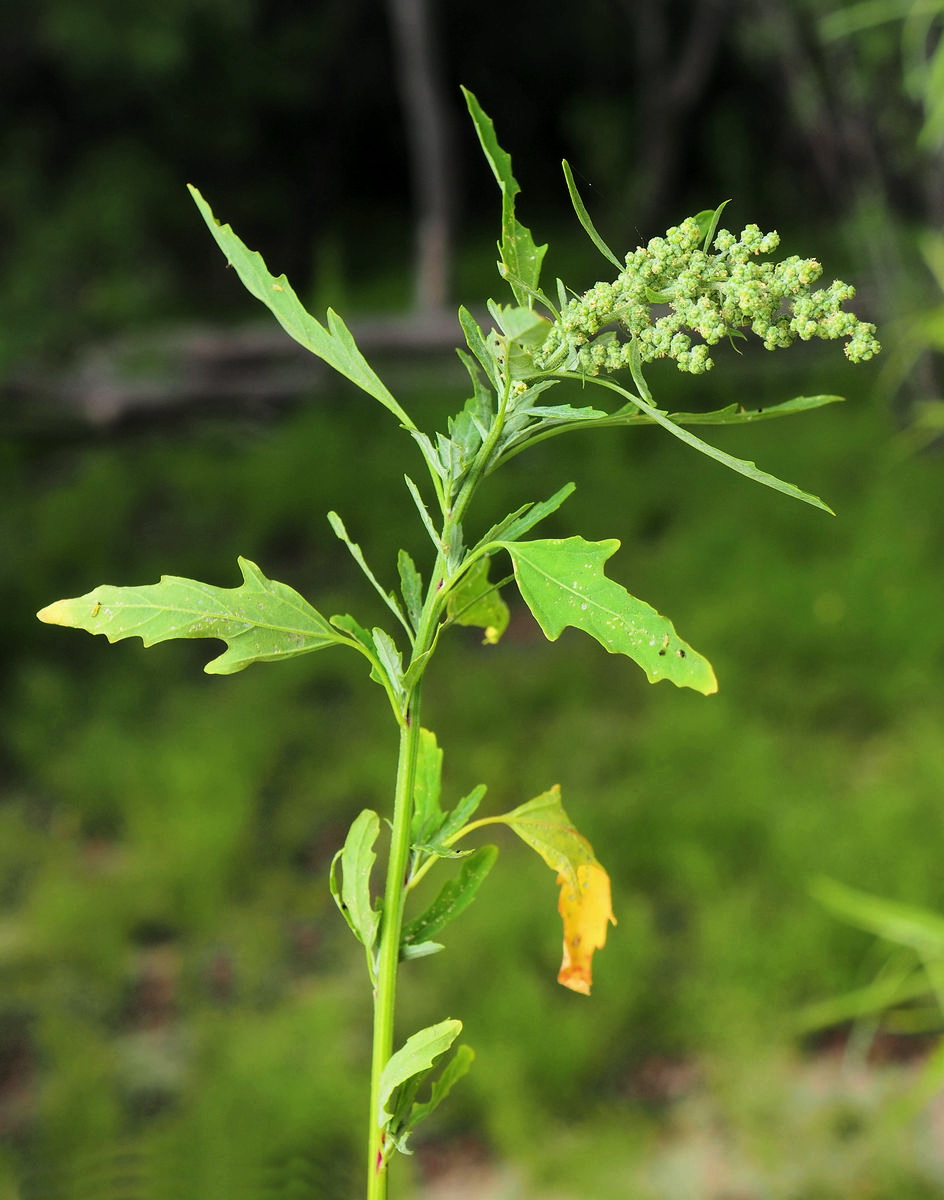 ���� �����������