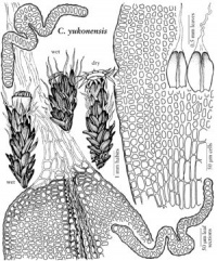 ���������� ��������