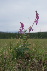 ��������� �����������