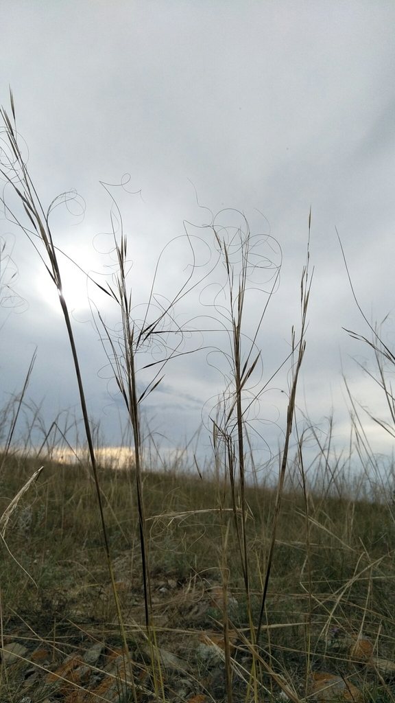 ������ �����������