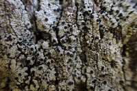 Acolium inquinans