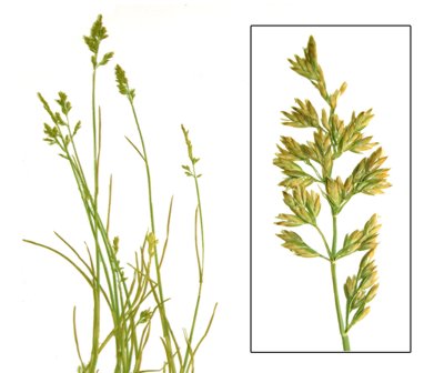 ������ ������