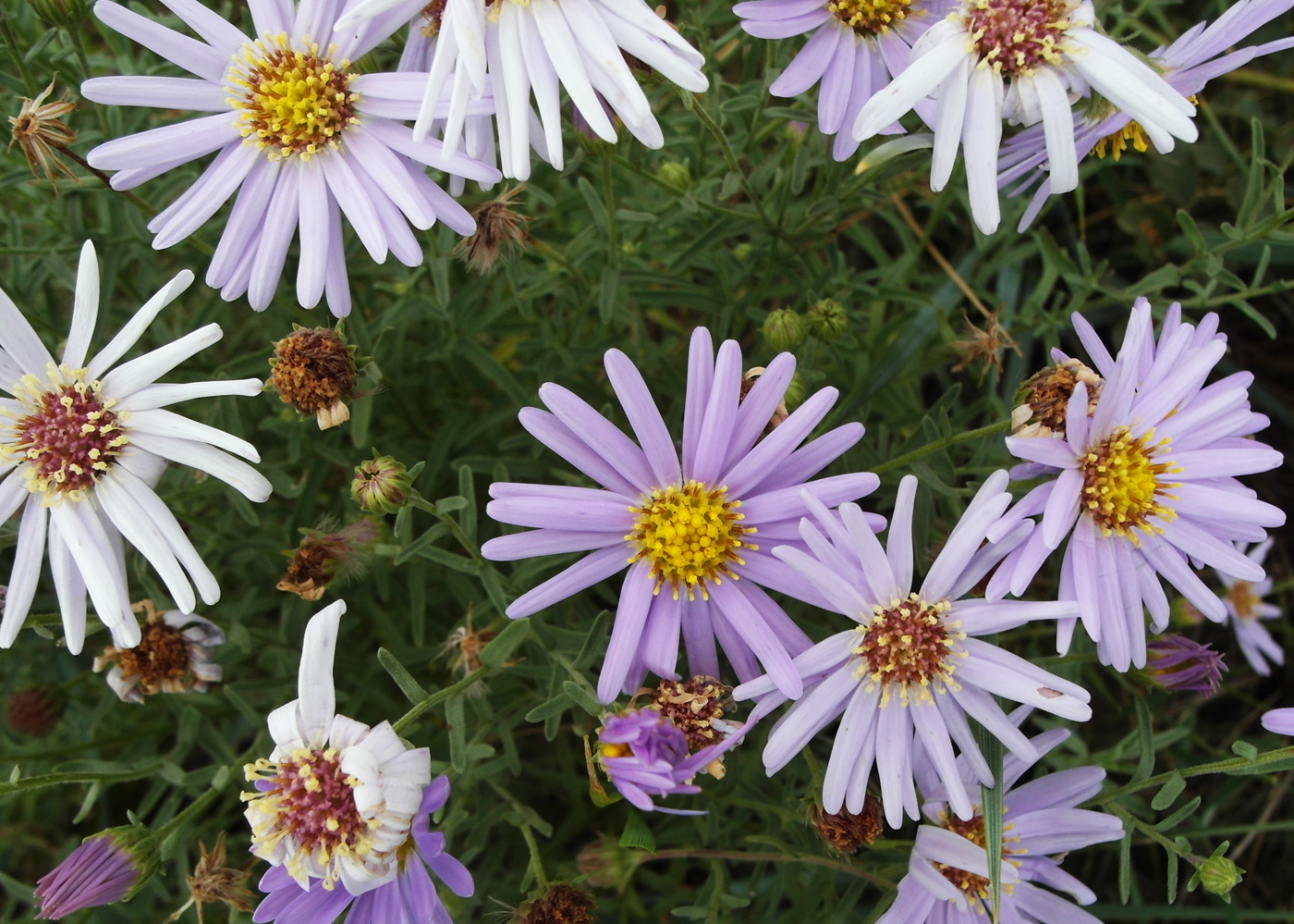 ������������ ���������