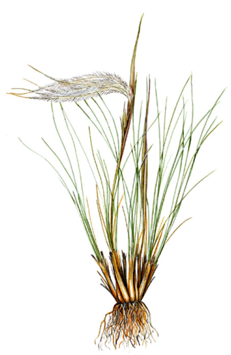 ������ ��������