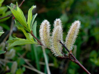 ��� ��������