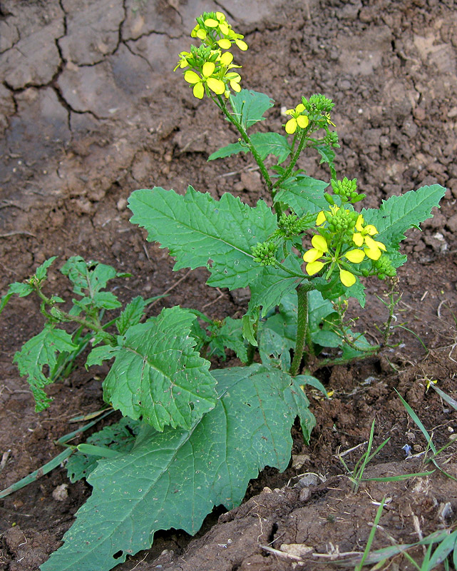 ������� �������