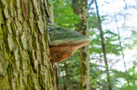 ������ �������� �������