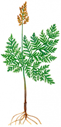 �������� ���������� [���������� ����������]