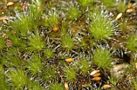 �������� �������