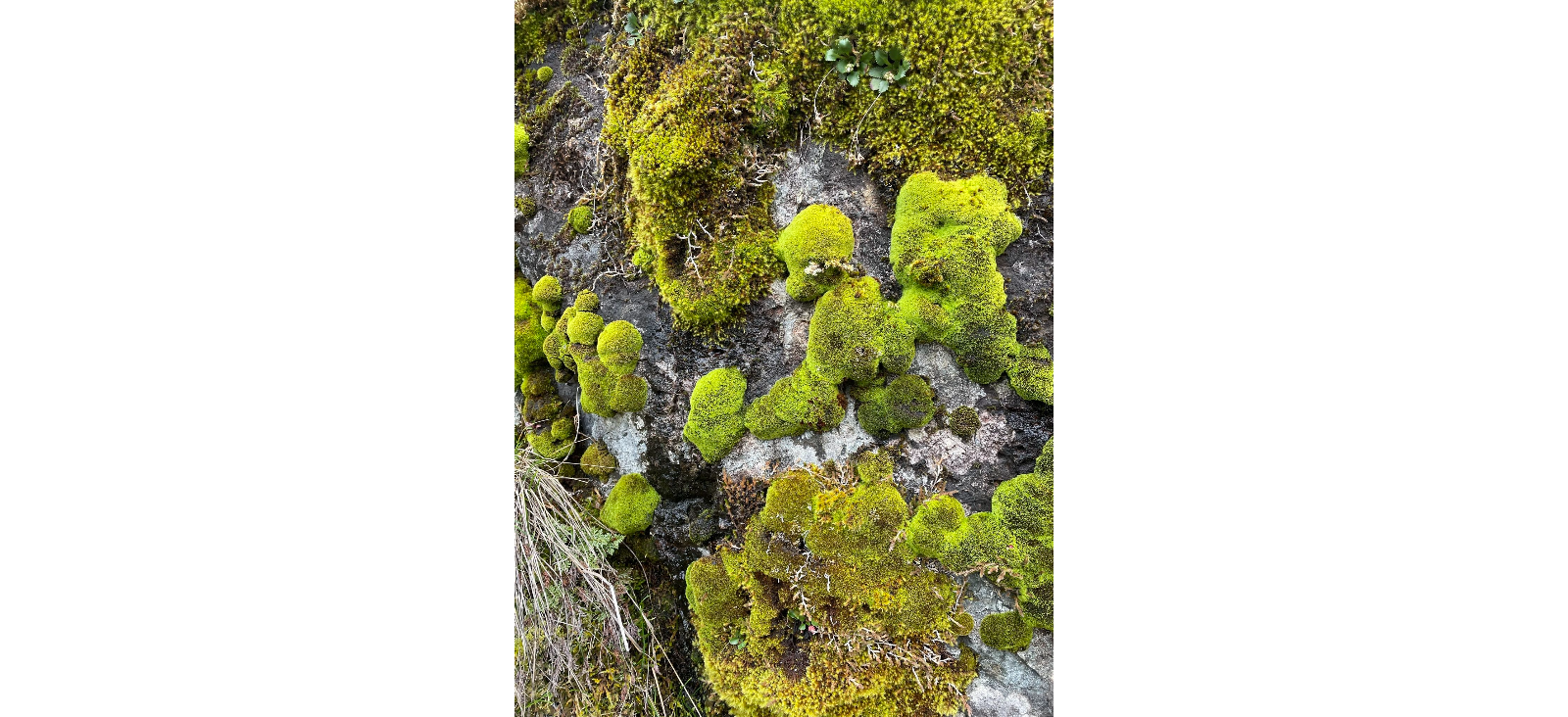 ������� ����������