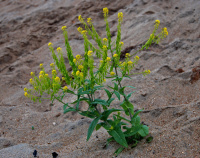 ����� ����������