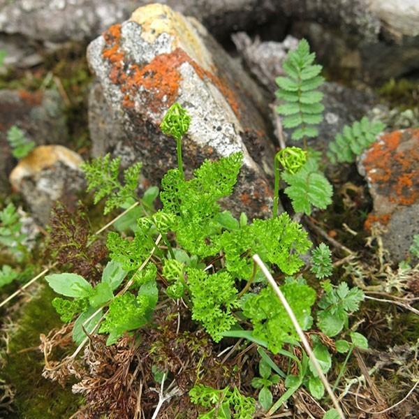 ������������ �����