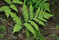 ��������� ���������