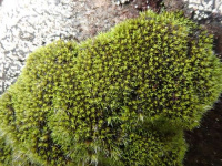 ������� ������������