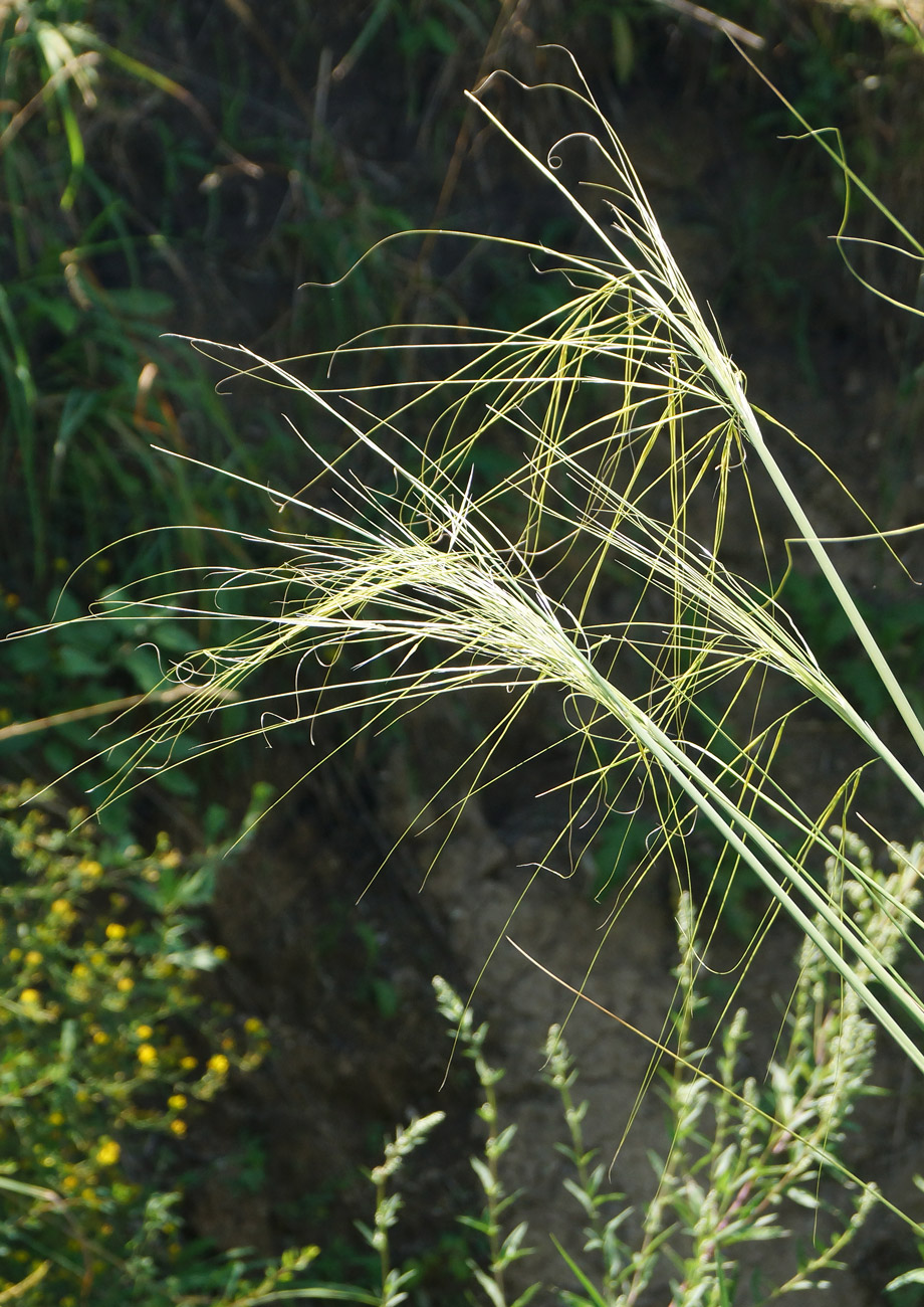 ������ ���������