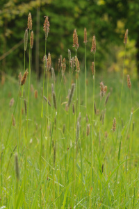 ��������� �������