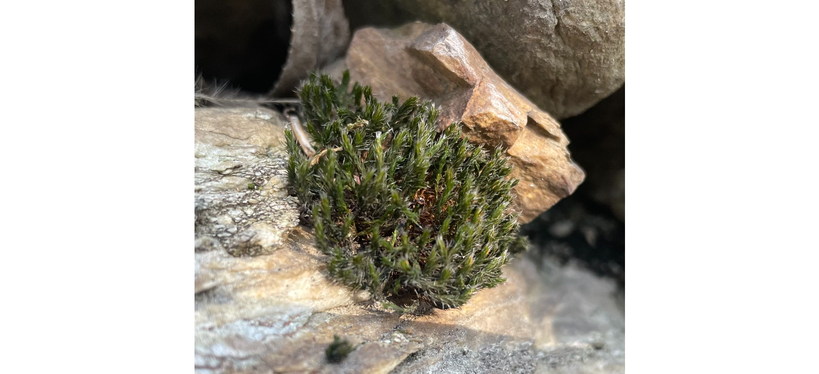 ������� ��������