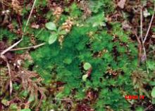 ����� ���������