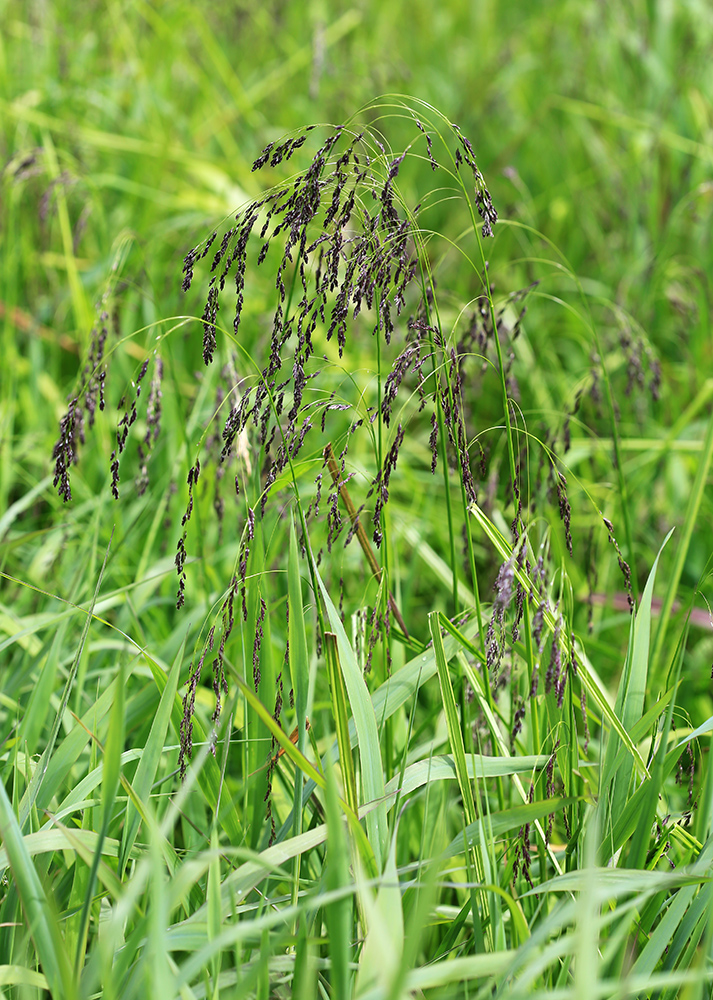 ������ ���������