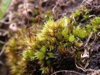 ����� �������������