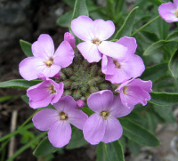 ������� ������������