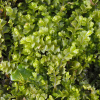 ���������� �����������