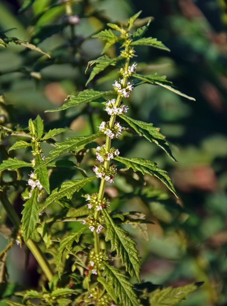 ������ �����������