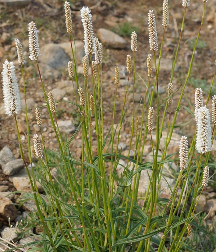 ������� ����������������