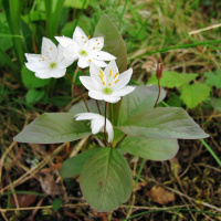 ��������� �����������