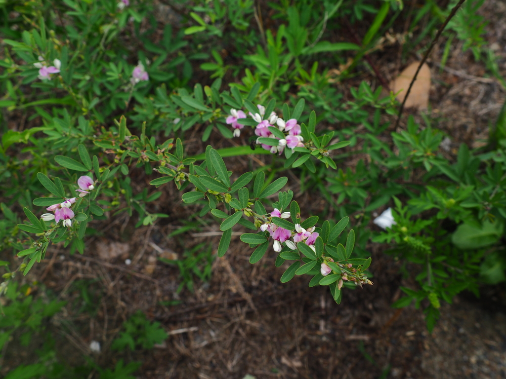 ��������� ����������