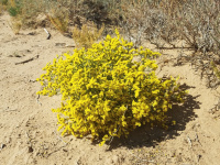 ������ �������